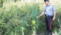 Blitz dell’Arma: sequestrata una piantagione di marijuana