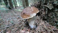 Raccolta funghi e tartufi: controlli più severi