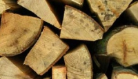 Hanno abbattuto 250 alberi per rubare legna: denunciati 2 boscaioli