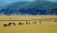 Mucche in libertà sull’altopiano, il sindaco respinge le accuse